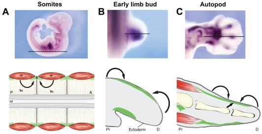 Fig. 2.