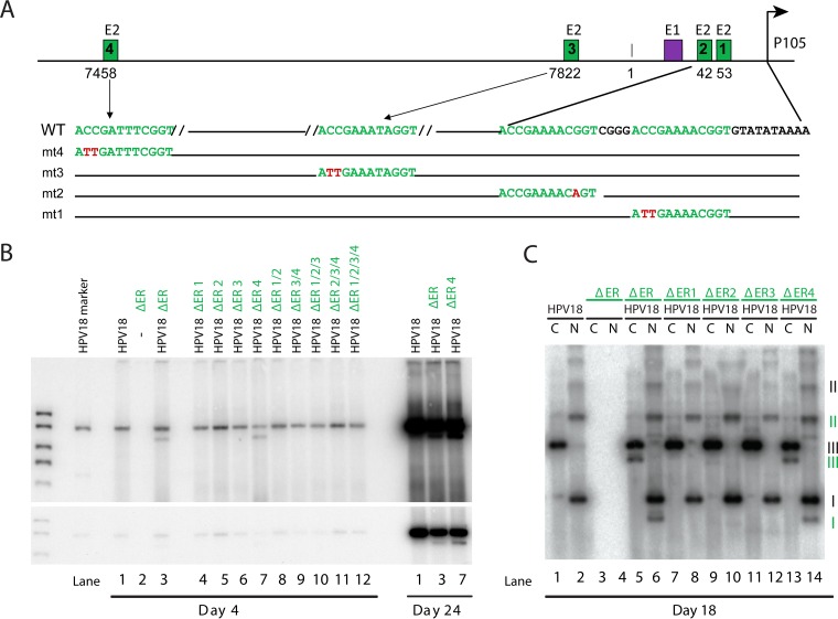 FIG 2 