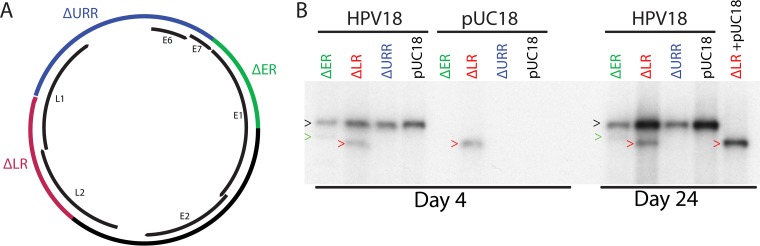 FIG 1 