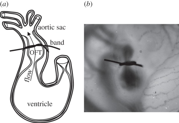 Figure 1.