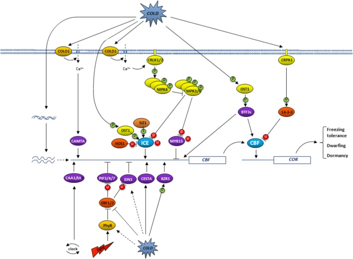 FIGURE 1