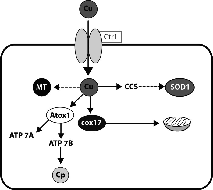 Fig. 1