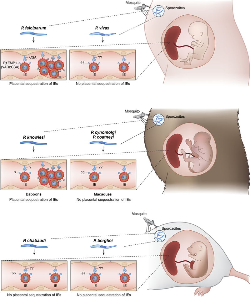 FIGURE 1 |