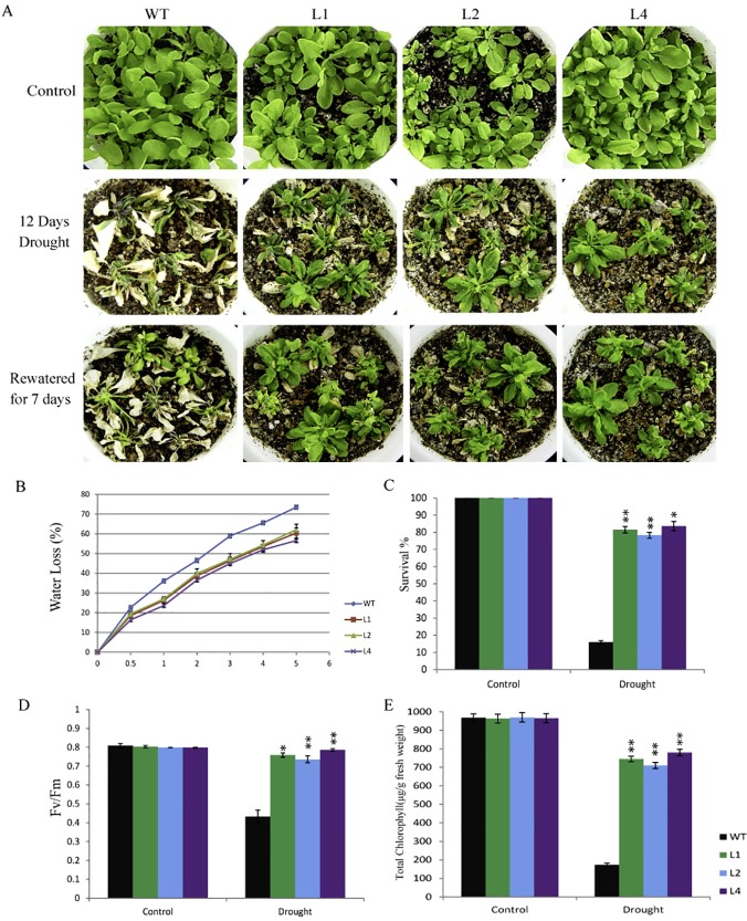 Fig 10