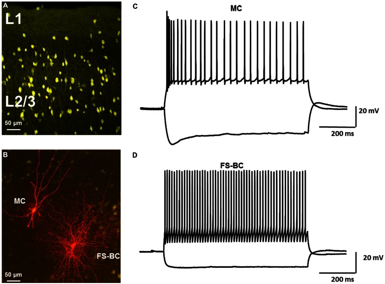 FIGURE 1