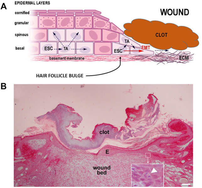 FIGURE 1