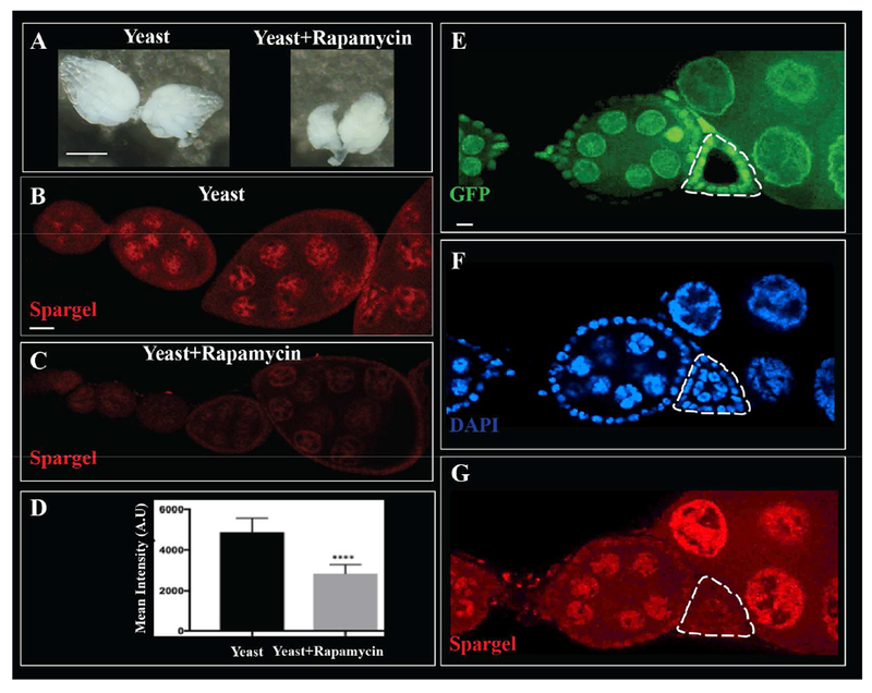 Figure 6: