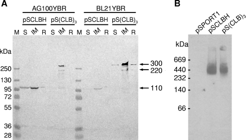 FIG. 2.