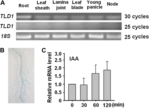 Figure 6.