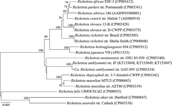 Phylogenetic tree of concatenated spotted fever group
rickettsiaeompA, ompB and
htrAgenes constructed by neighbour-joining method with Kimura
two-parameter as evolution model and based on the nucleotide sequences. The
GenBank accession codes are presented in parenthesis. The numbers at nodes are the
bootstrap values obtained from 1,000 re-samplings. Bootstrap values bellow 70% are
not present.