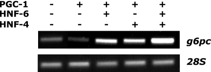 FIG. 5.