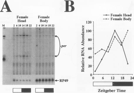 graphic file with name molcellb00011-0188-a.jpg