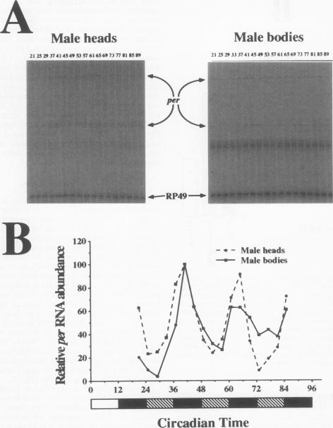 graphic file with name molcellb00011-0190-a.jpg