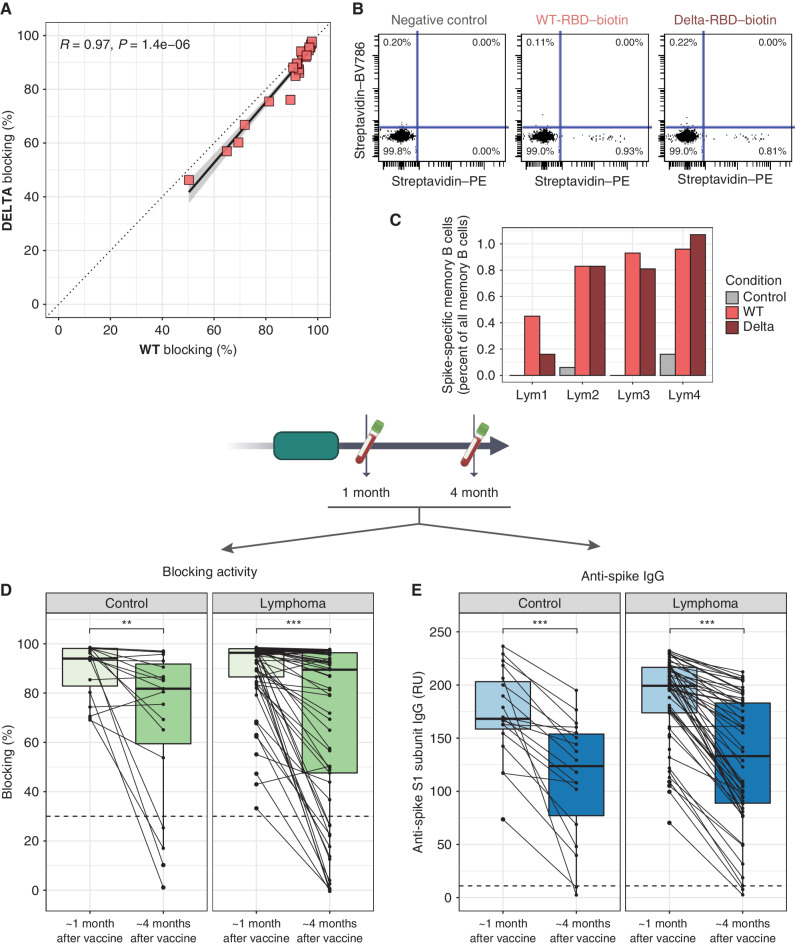 Figure 2. WT spike-generated vaccine response can recognize B.1.617.2 spike, and most antibody responses wane over time. A, Twenty randomly chosen lymphoma patient samples positive for blocking activity against WT-RBD were tested against B.1.617.2-variant RBD in parallel and RBD–ACE2 binding inhibition against the two variants was compared. B, Representative flow cytometry results from peripheral blood taken 4 months after vaccination from a patient with lymphoma. Memory B cells are pregated on positivity for CD19, CD20, and CD27 and negativity for IgD. Plots show negative control (left), or binding of biotinylated RBD, either WT (middle) or B1.617.2 delta (right), multimerized by streptavidin–PE prior to staining. Streptavidin–BV986 identifies any nonspecific streptavidin binding. C, Summary of results from four patients with lymphoma (Lym1–4) who had circulating memory B cells and were tested for binding to WT- and delta-RBD. Paired data for blocking activity (D; n = 19) and total anti-spike IgG (E; n = 61) from participants who had a positive result at 1-month postvaccination and for whom samples were available from a later time point approximately 4 months postvaccination. Dashed lines represent validated cutoffs for positivity. RU, relative units. *, P < 0.05; **, P < 0.01; ***, P < 0.001.