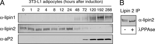 FIGURE 4.