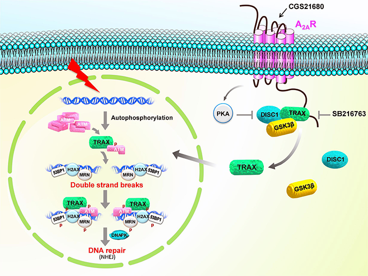 Figure 4: