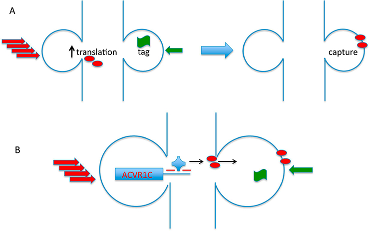 Figure 3: