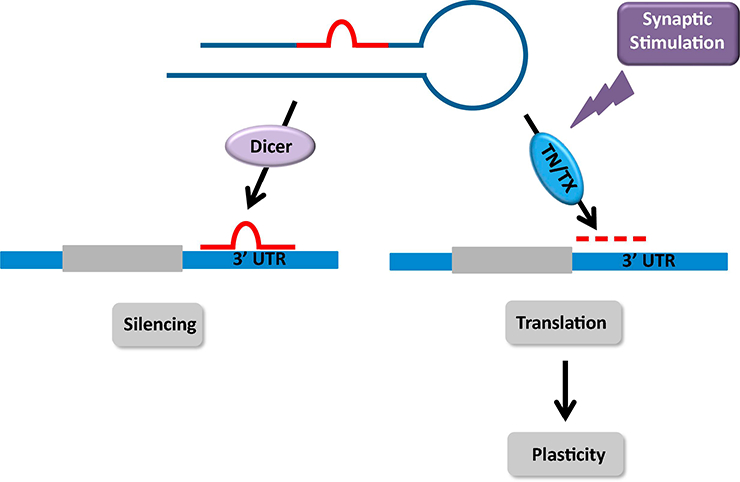 Figure 1: