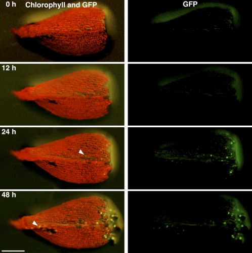 Figure 3.