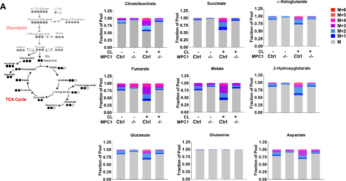 Figure 6—figure supplement 1.