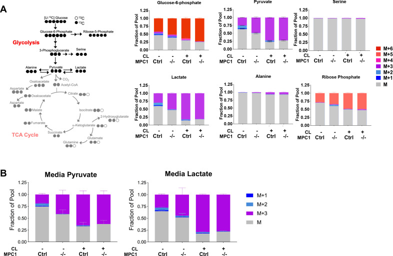 Figure 5—figure supplement 1.