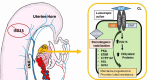 Graphical Abstract