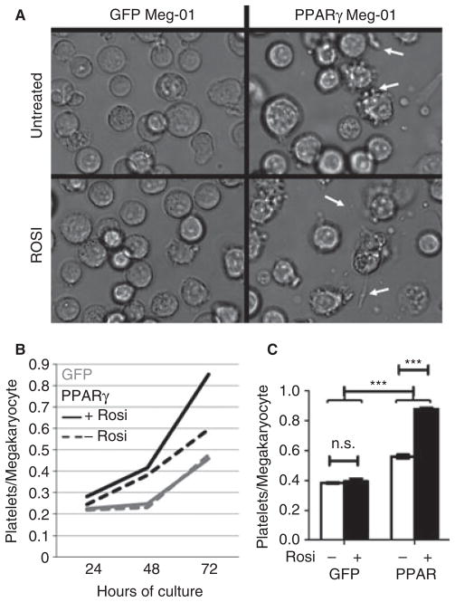 Fig 5