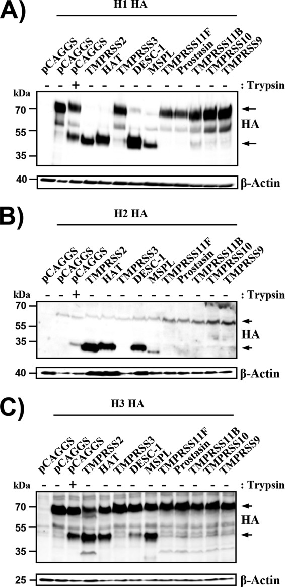 FIG 5