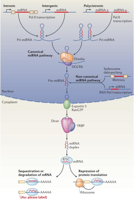 Box 1: The miRNA biogenesis pathway