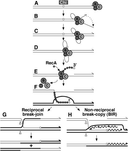 Figure 5.—