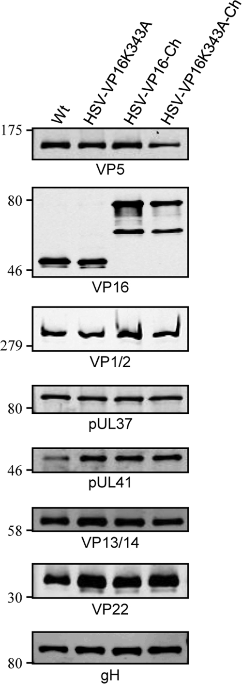 Fig 5