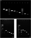 FIGURE 2