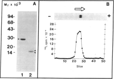 graphic file with name pnas00446-0181-a.jpg