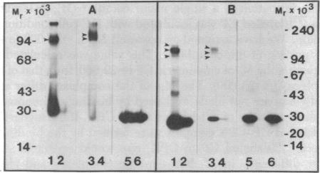 graphic file with name pnas00446-0183-a.jpg