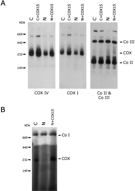 Figure  3