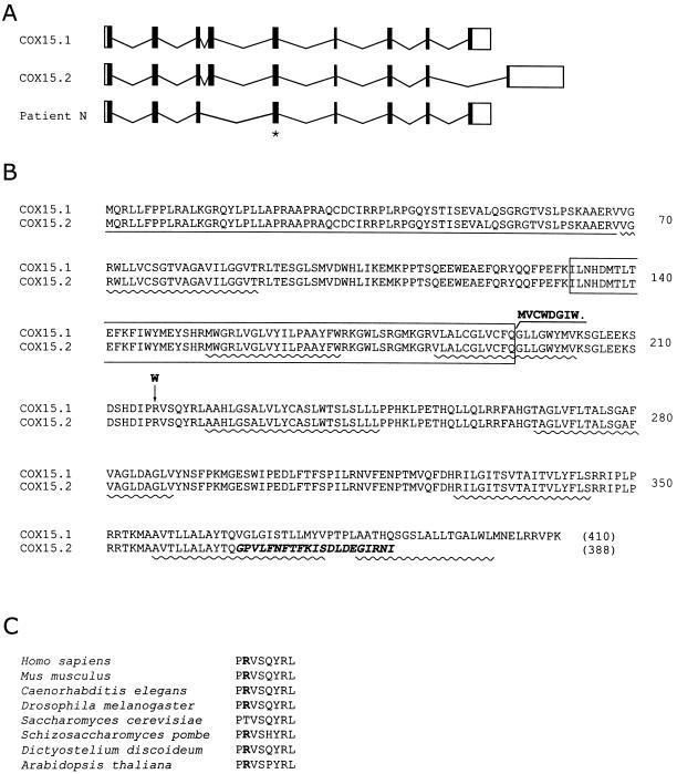 Figure  5