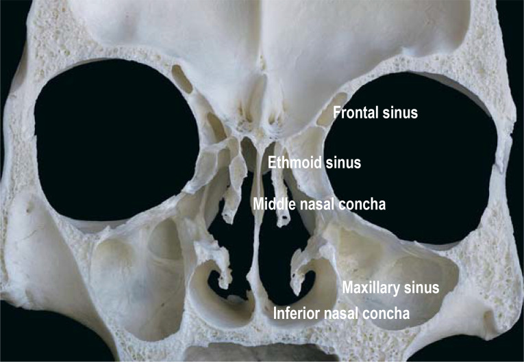 Figure 1: