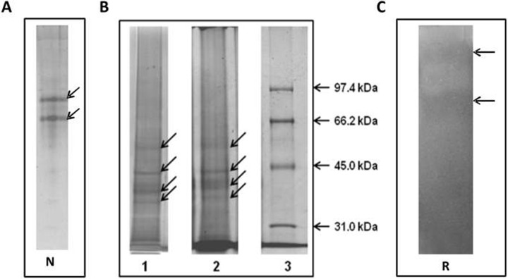 Fig 7