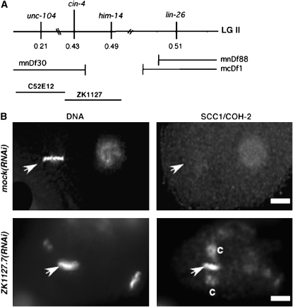 Figure 6.—