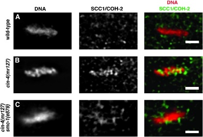 Figure 3.—