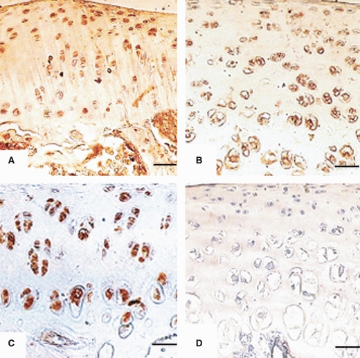 Fig. 12