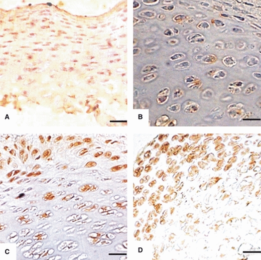 Fig. 11