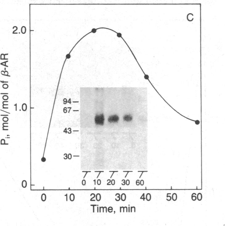 graphic file with name pnas00321-0139-a.jpg