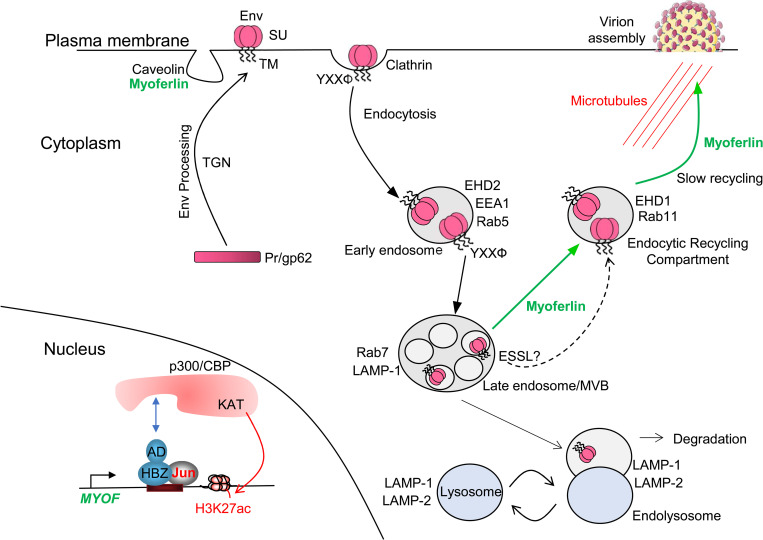 Fig 10