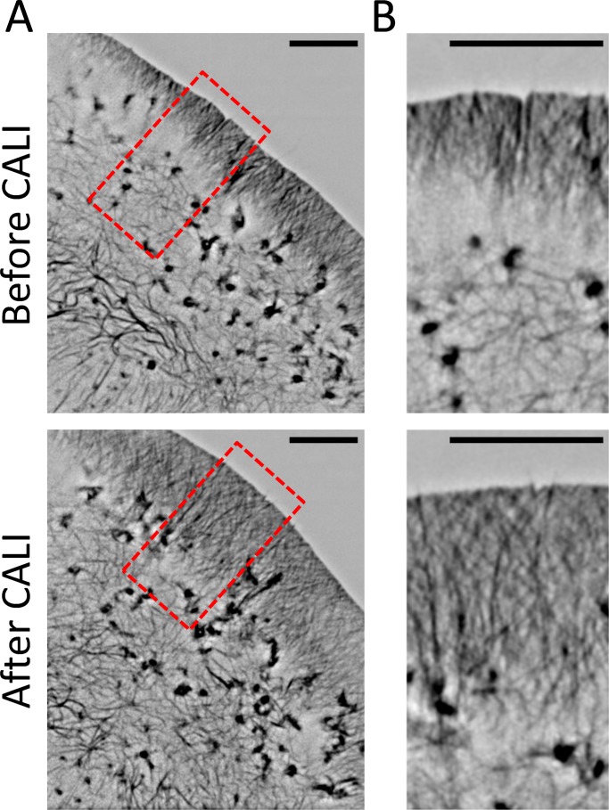 FIGURE 7: