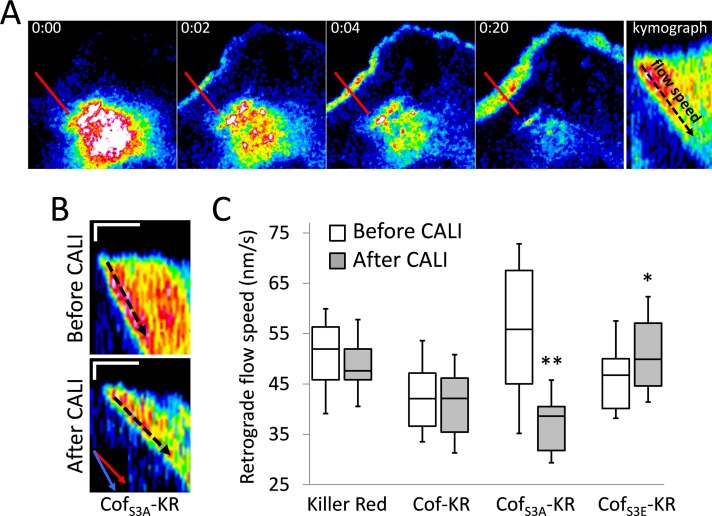 FIGURE 4: