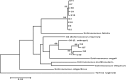 Fig. 2: