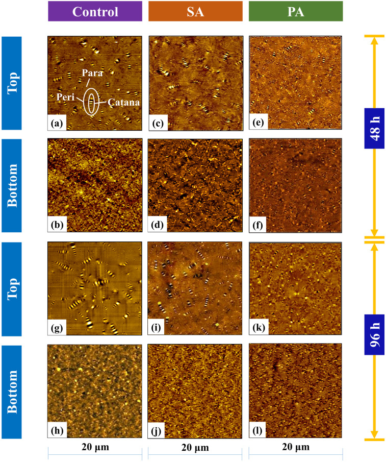 Fig 12