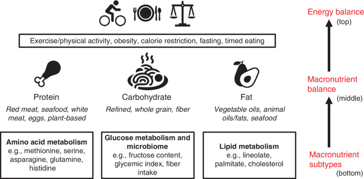 Figure 2. A hierarchical view of diet and exercise and their effects on metabolism. Beginning the hierarchy is energy balance (top). Energy balance is roughly defined as the total calorie intake from food minus energy expenditure, in part through exercise and other energy-dissipating processes such as digestion and thermogenesis. As has been discussed extensively elsewhere and generally speaking, excess energy contributes to obesity. Factors affecting energy balance would include obesity, exercise, timed eating, caloric restriction, and fasting. Next in the hierarchy (middle) is macronutrient balance. This consideration involves the relative dietary intake of the three caloric sources or macronutrients: protein, carbohydrate, and fat. This would be impacted by diets such as ketogenic (or keto), paleo, protein restriction, low carbohydrate, vegan, etc. In light of this hierarchical model, these diets of differential macronutrient composition should first be considered relative to their effects on energy balance. For example, low-carbohydrate diets are often lower in calories, so this should be considered in any conclusions drawn. Finally, the hierarchy considers changes in the dietary intake of the macronutrient subtype (bottom). These diets involve changes to the relative intake of certain types of macronutrients. In lifestyles in the human population, this would involve red meat consumption, veganism, sugary beverage intake, fiber intake, keto, etc. In laboratory studies, this would involve, for example, saturated fat composition and amino acid–depleted diets. In the hierarchical model, the effects these diets have should be considered first in reference to the overall energy balance they may alter and next their effects on macronutrient balance. For example, a diet deprived of serine or restricted of methionine should be considered (i.e., these variables should be controlled) in reference to both its total calories and its total protein. Further, a diet high in fructose should also be considered in reference to both its total calories and its total carbohydrate intake.