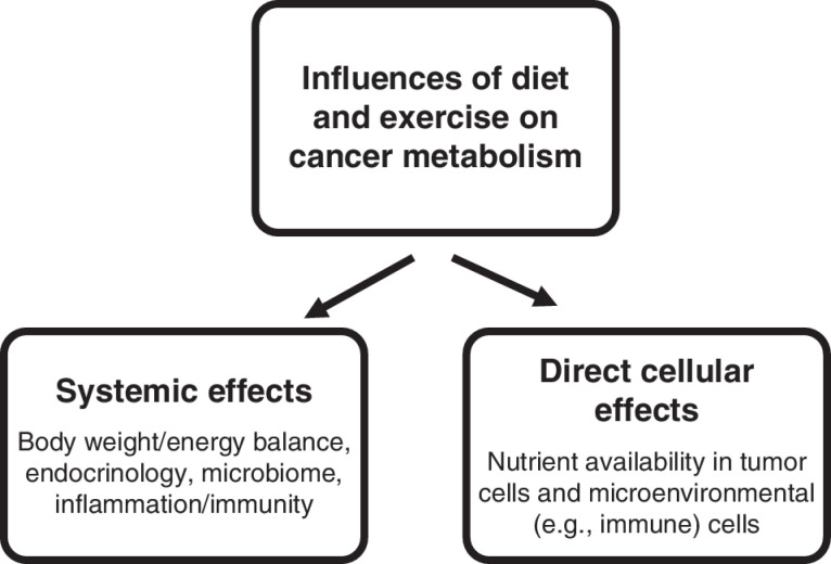 Figure 1. Systemic and direct metabolic influences of diet and exercise on cancer metabolism. Lifestyle factors involving diet and exercise alter tumor metabolism through both systemic influences on organismal physiology (left) and direct effects on cellular metabolism through changes in nutrient availability (right).